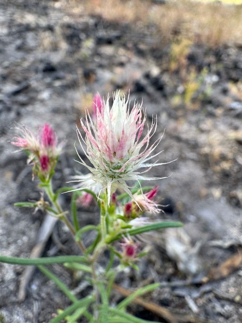 Waitzia acuminata var. albicans photo 2