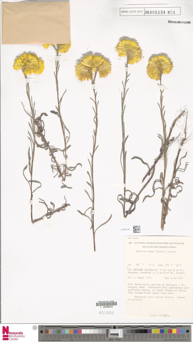 Waitzia aurea