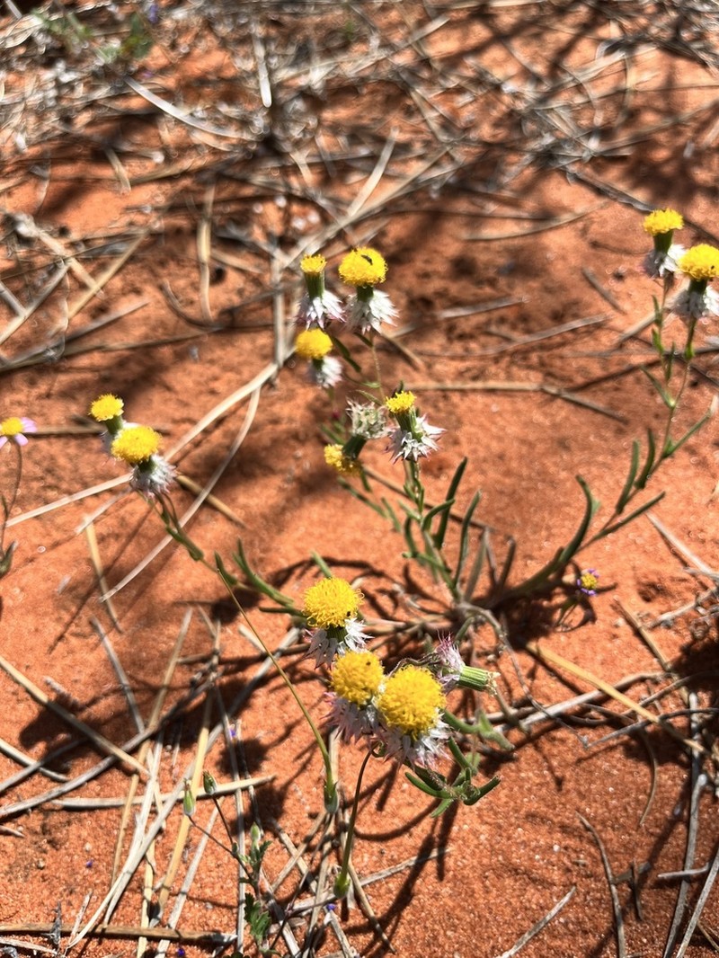 Waitzia corymbosa