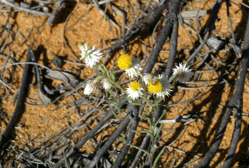 Waitzia corymbosa photo 2