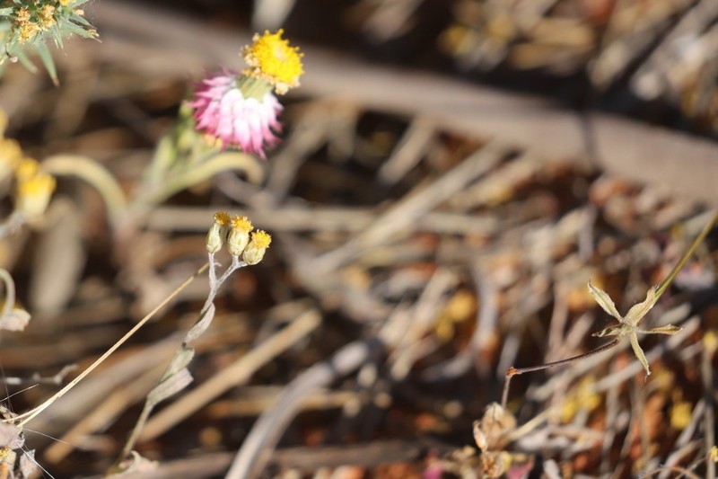 Waitzia corymbosa photo 3