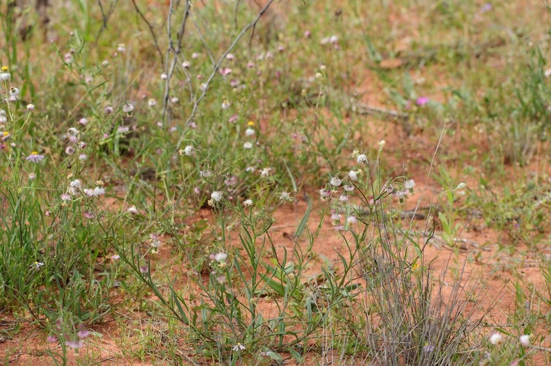 Waitzia corymbosa photo 5