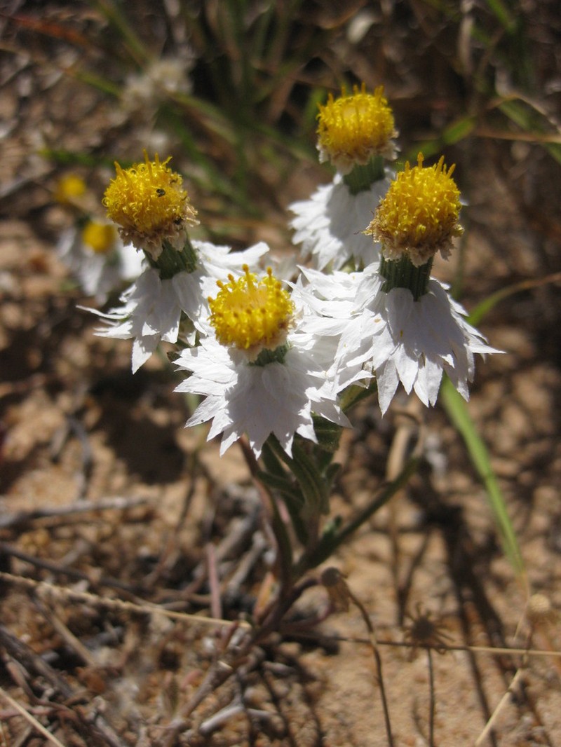 Waitzia corymbosa photo 8