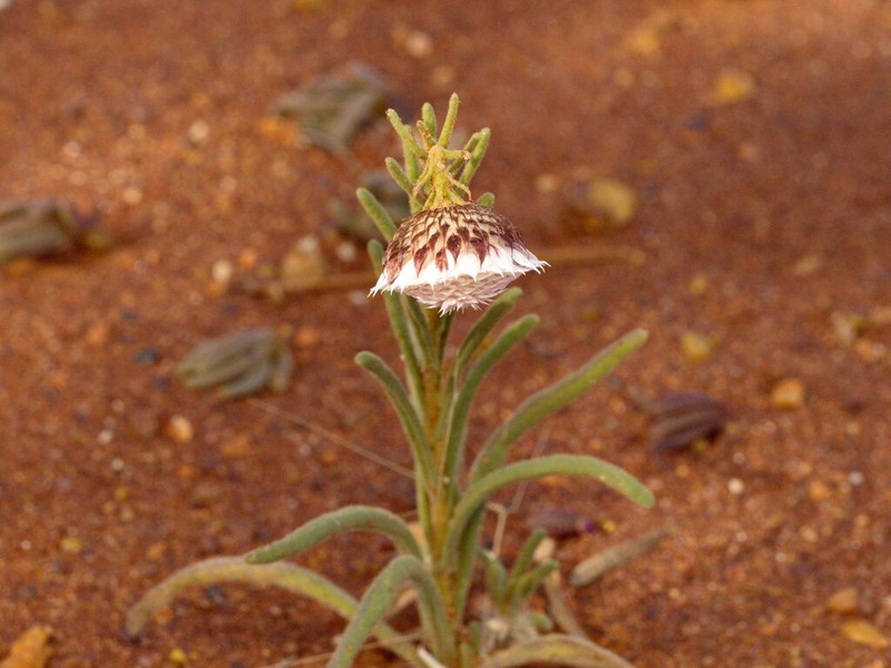 Waitzia fitzgibbonii