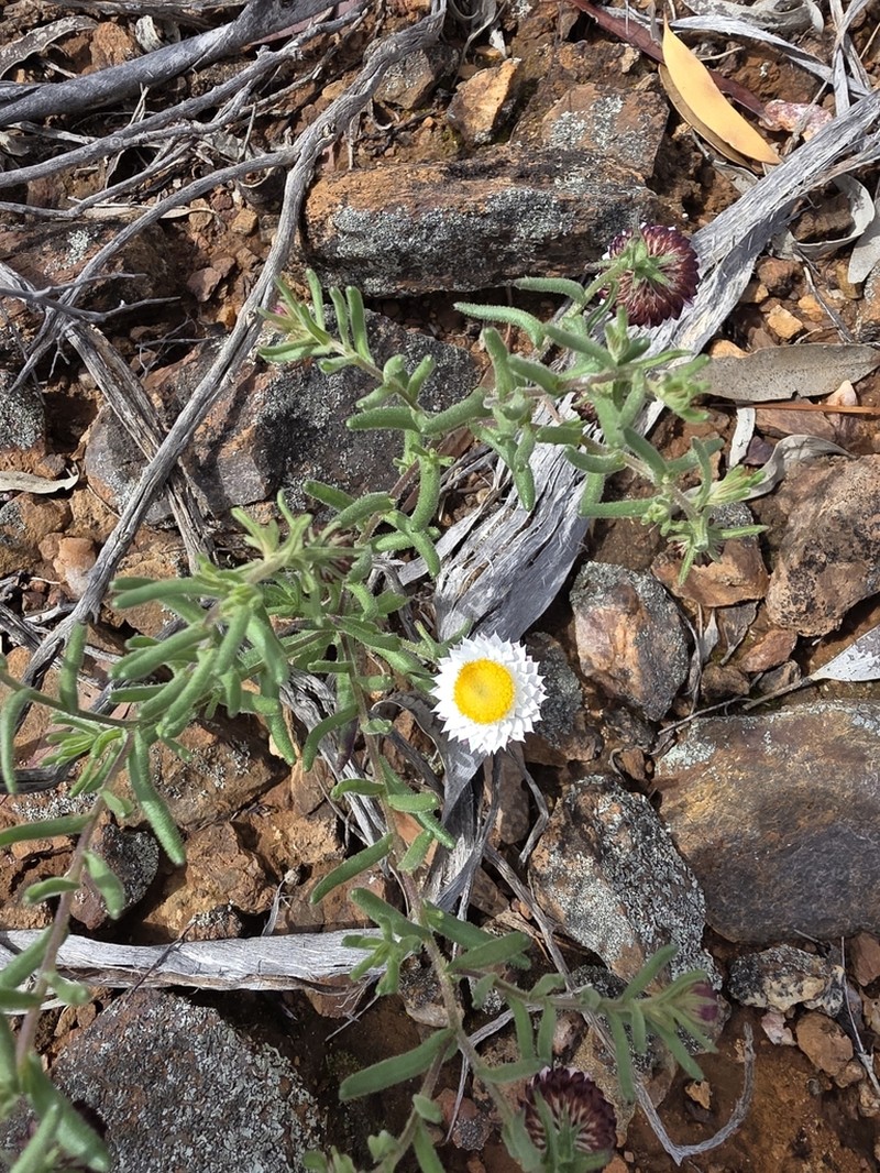 Waitzia fitzgibbonii photo 2