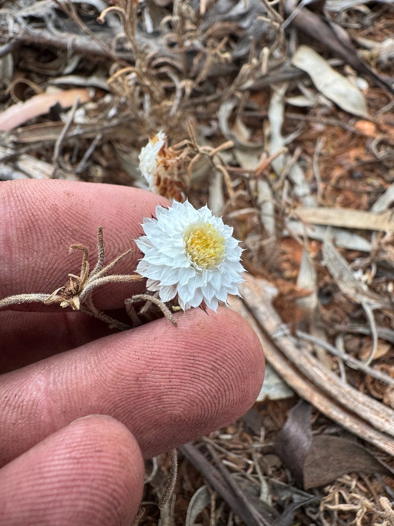 Waitzia fitzgibbonii photo 3
