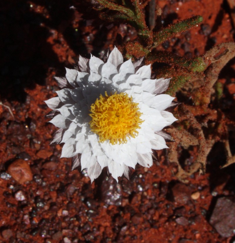 Waitzia fitzgibbonii photo 6