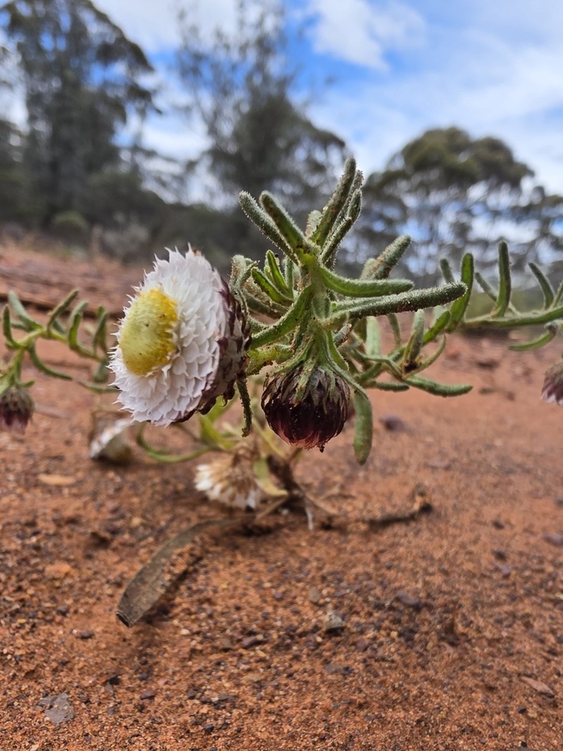 Waitzia fitzgibbonii photo 7