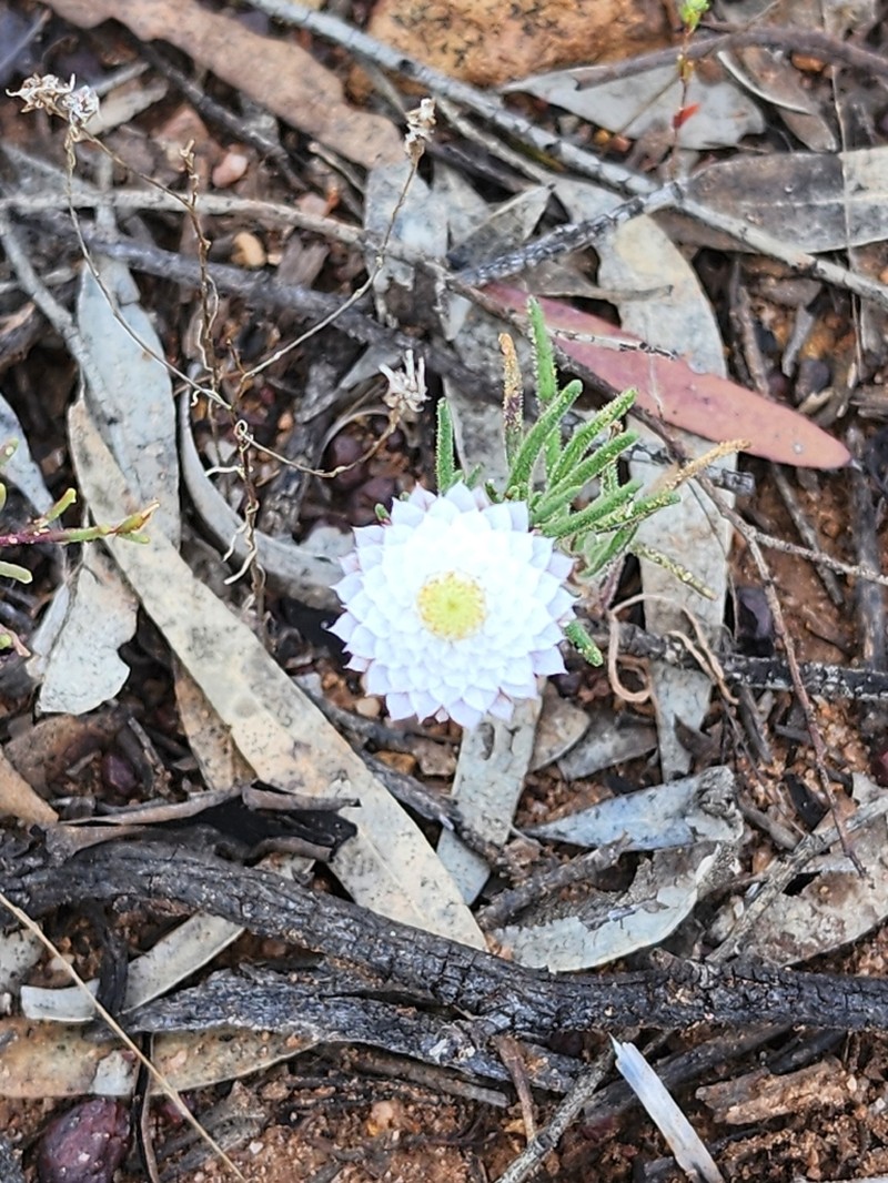 Waitzia fitzgibbonii photo 8