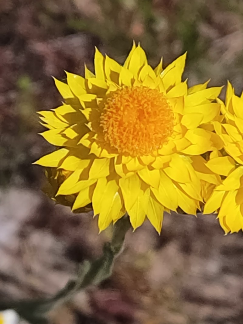 Waitzia nitida