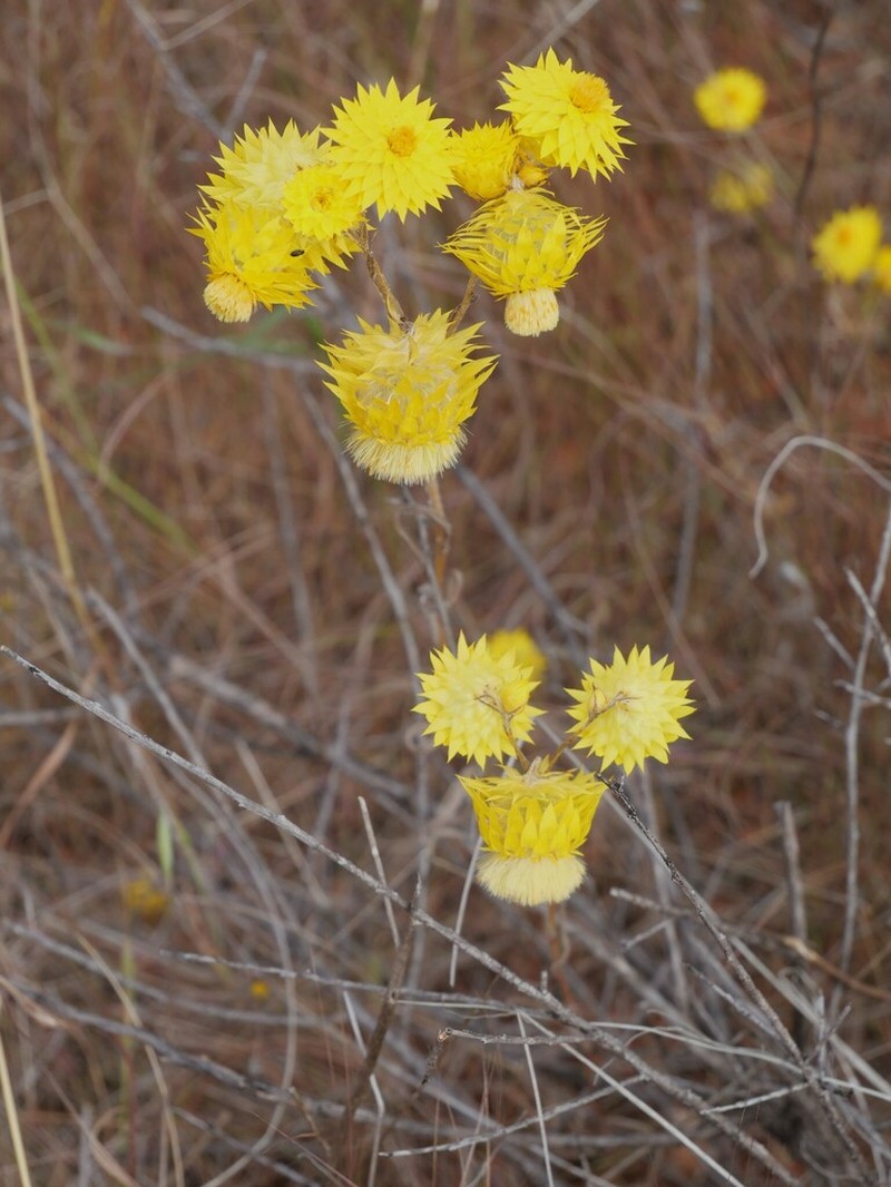 Waitzia nitida photo 2