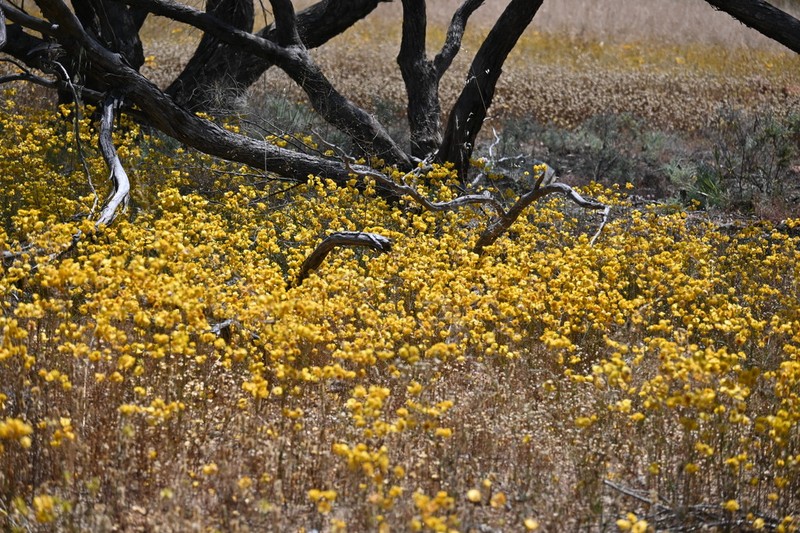 Waitzia nitida photo 3
