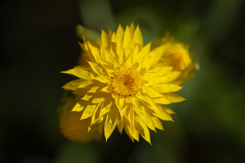 Waitzia nitida photo 4