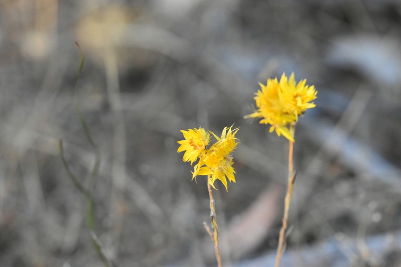 Waitzia nitida photo 6