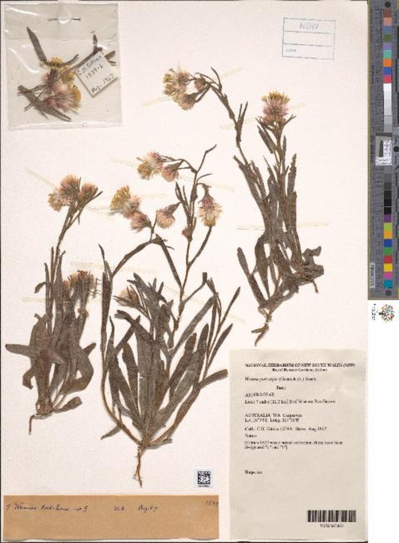 Waitzia podolepis photo 3