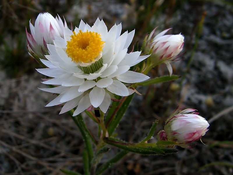 Waitzia suaveolens