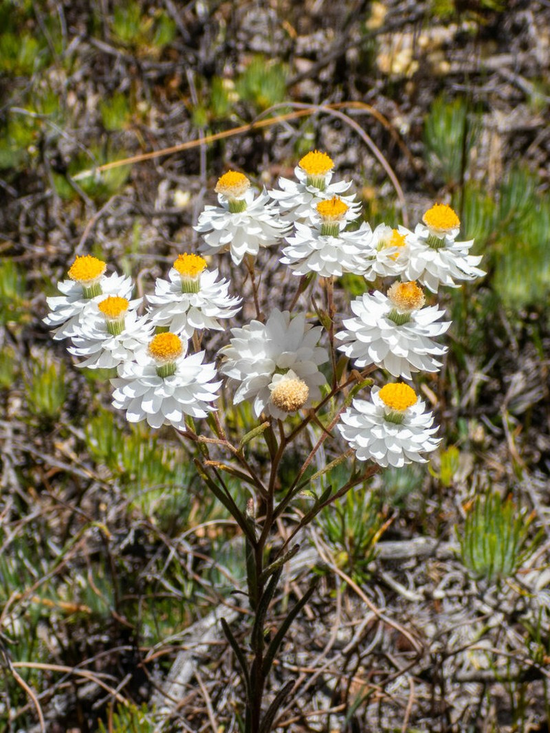 Waitzia suaveolens photo 2