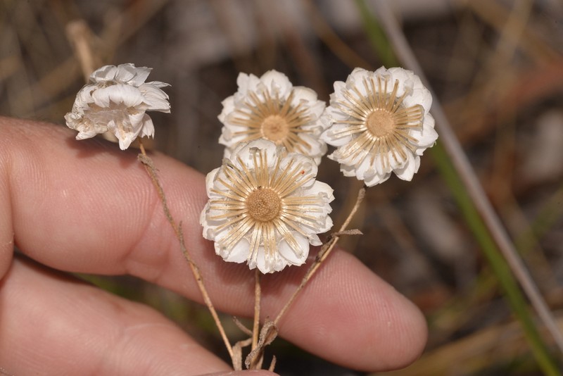 Waitzia suaveolens photo 3