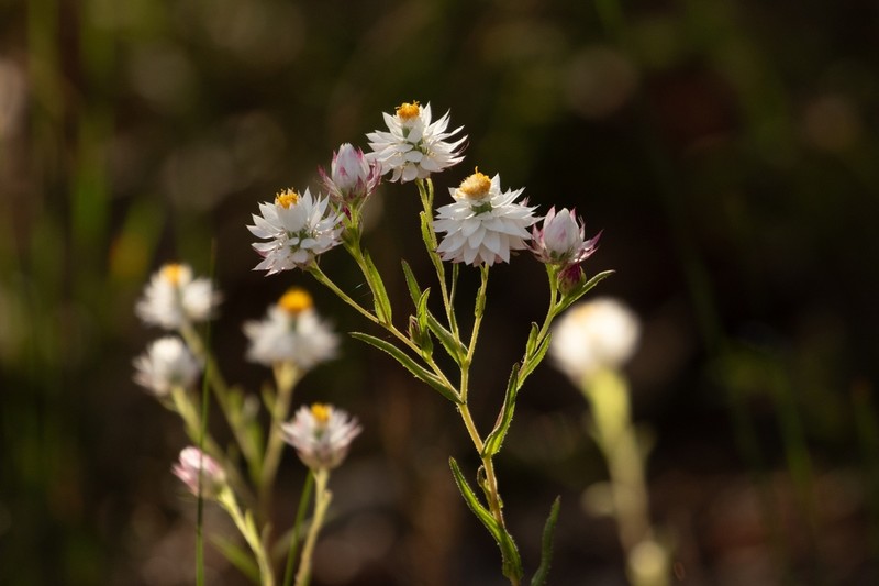 Waitzia suaveolens photo 5
