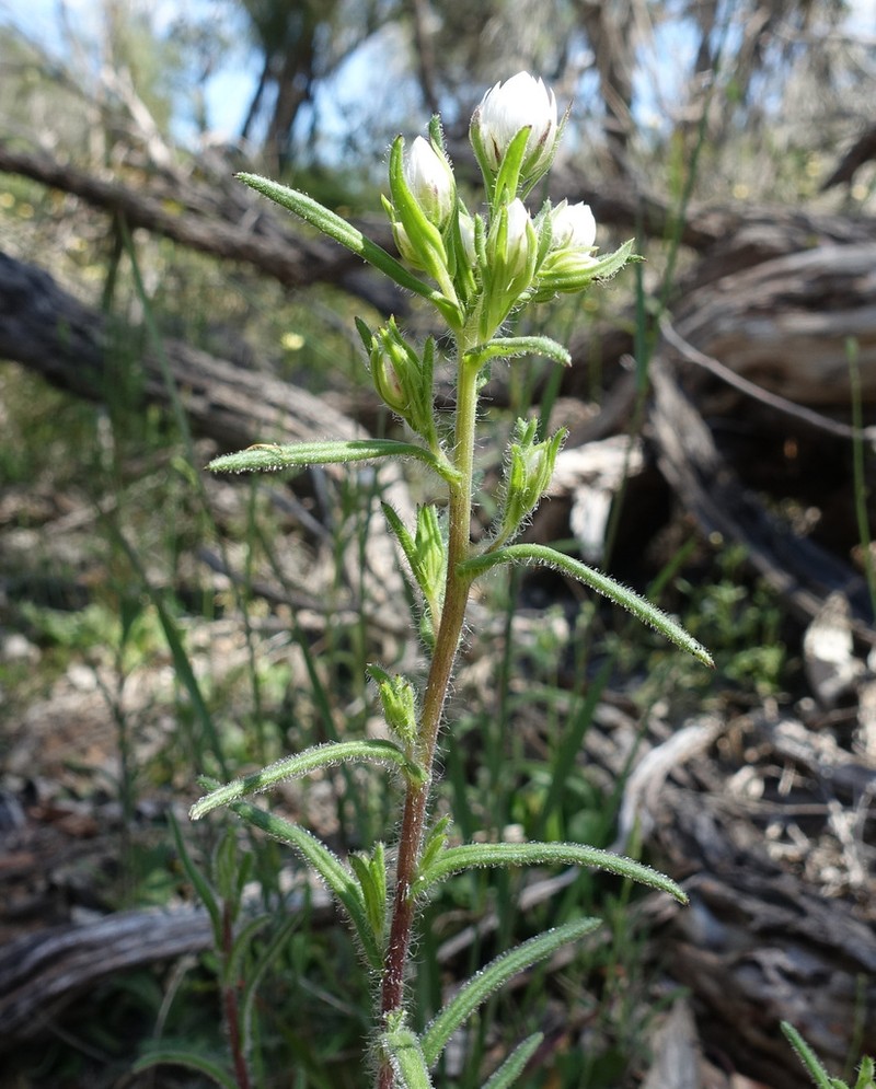 Waitzia suaveolens photo 6