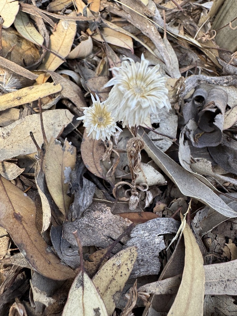 Waitzia suaveolens photo 7