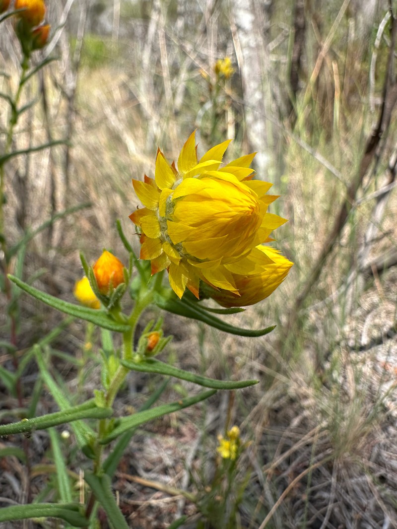 Waitzia suaveolens var. flava