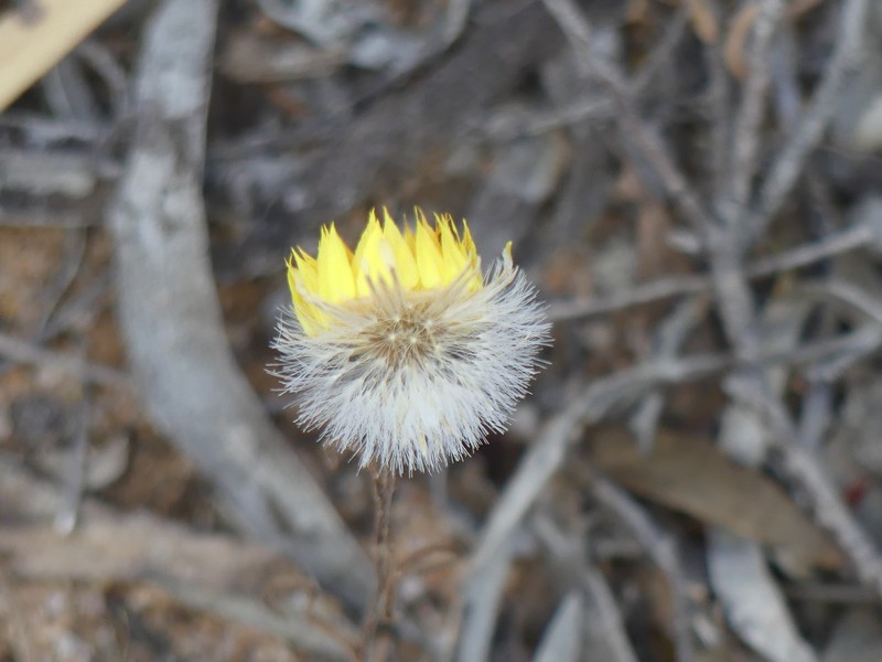 Waitzia suaveolens var. flava photo 2