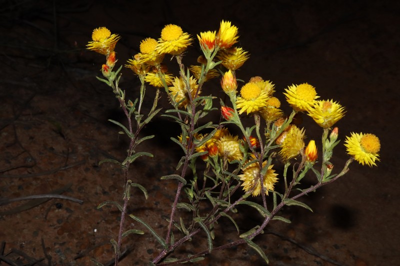 Waitzia suaveolens var. flava photo 3