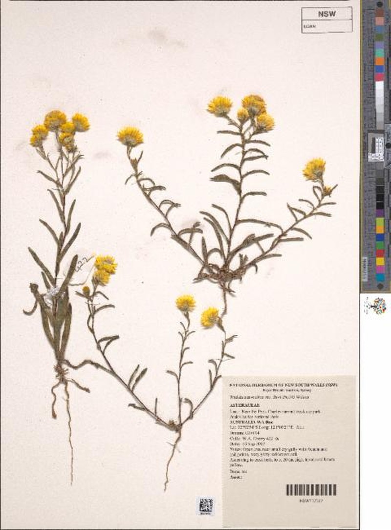 Waitzia suaveolens var. flava photo 4