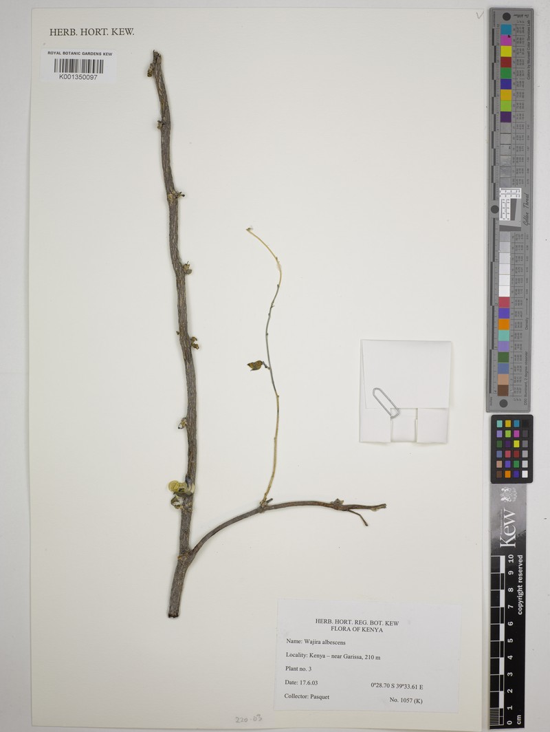 Wajira albescens