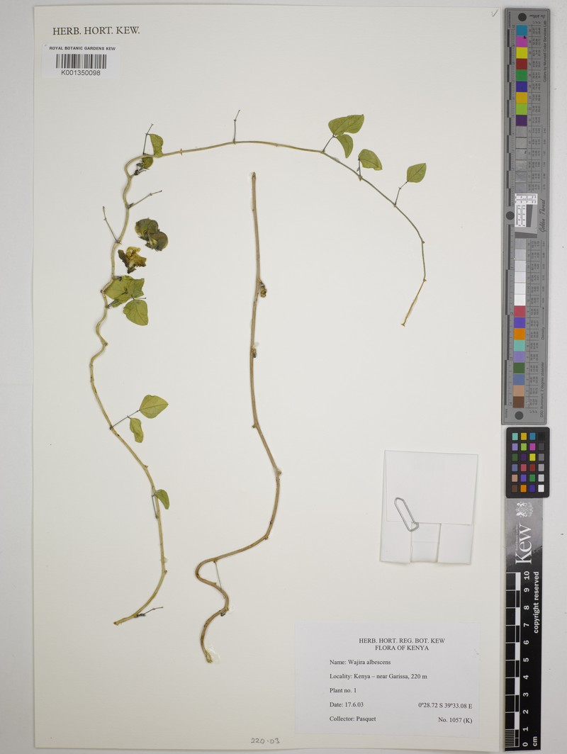 Wajira albescens photo 2