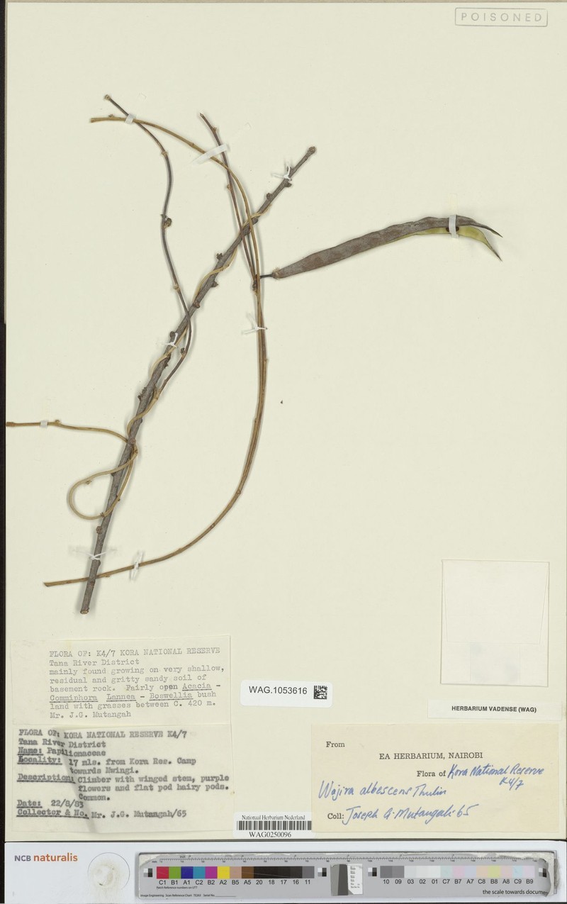 Wajira albescens photo 3