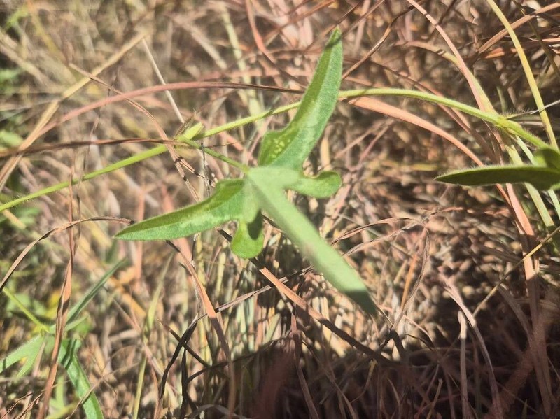 Wajira grahamiana photo 2