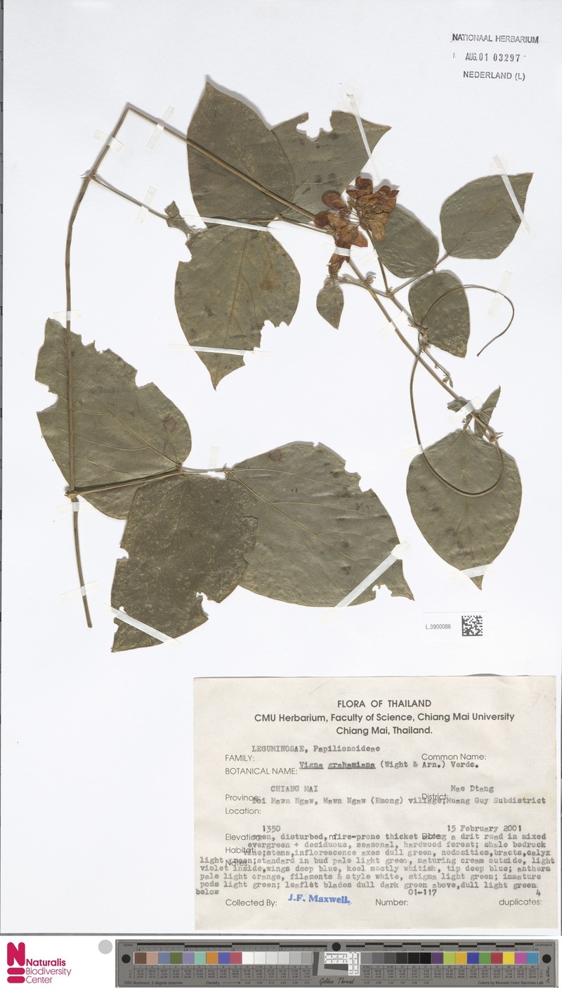 Wajira grahamiana photo 5