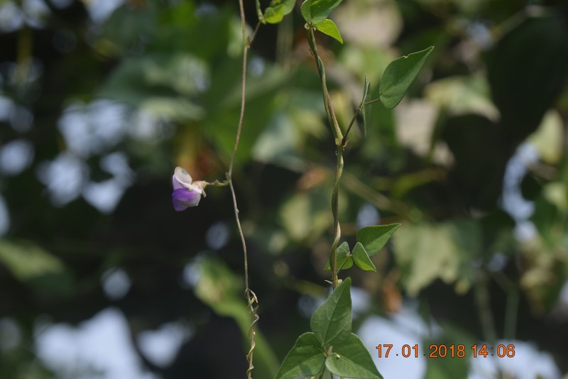 Wajira grahamiana