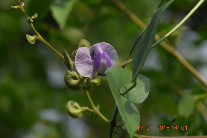 Wajira grahamiana photo 6