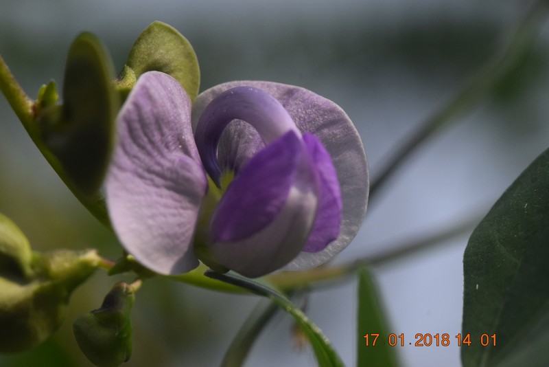 Wajira grahamiana photo 7