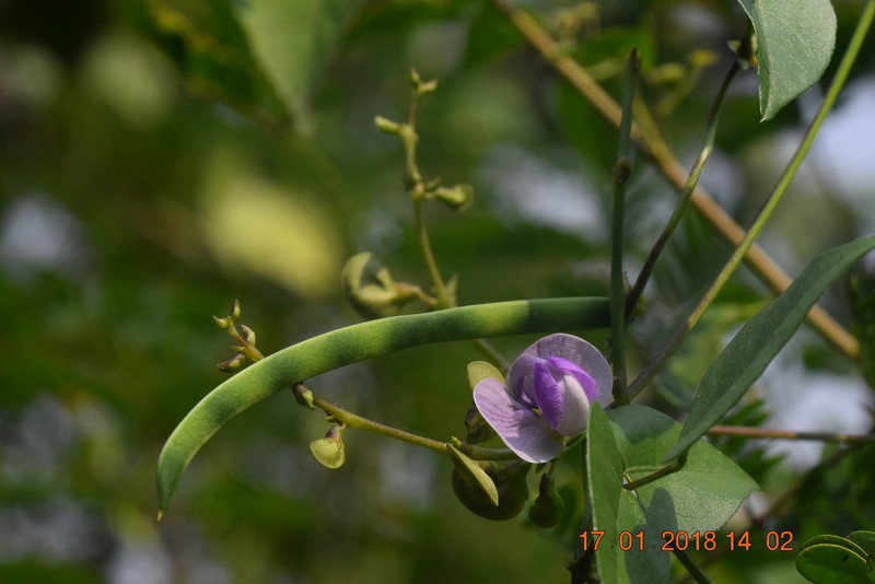 Wajira grahamiana photo 8