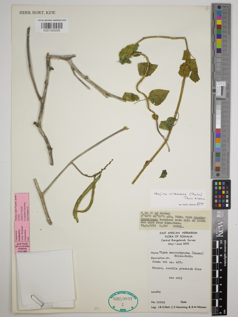 Wajira virescens