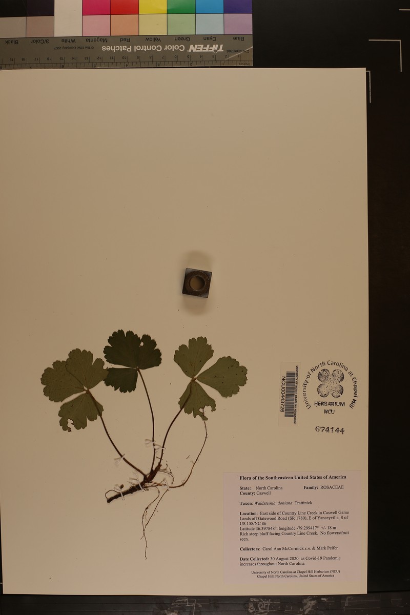 Waldsteinia doniana