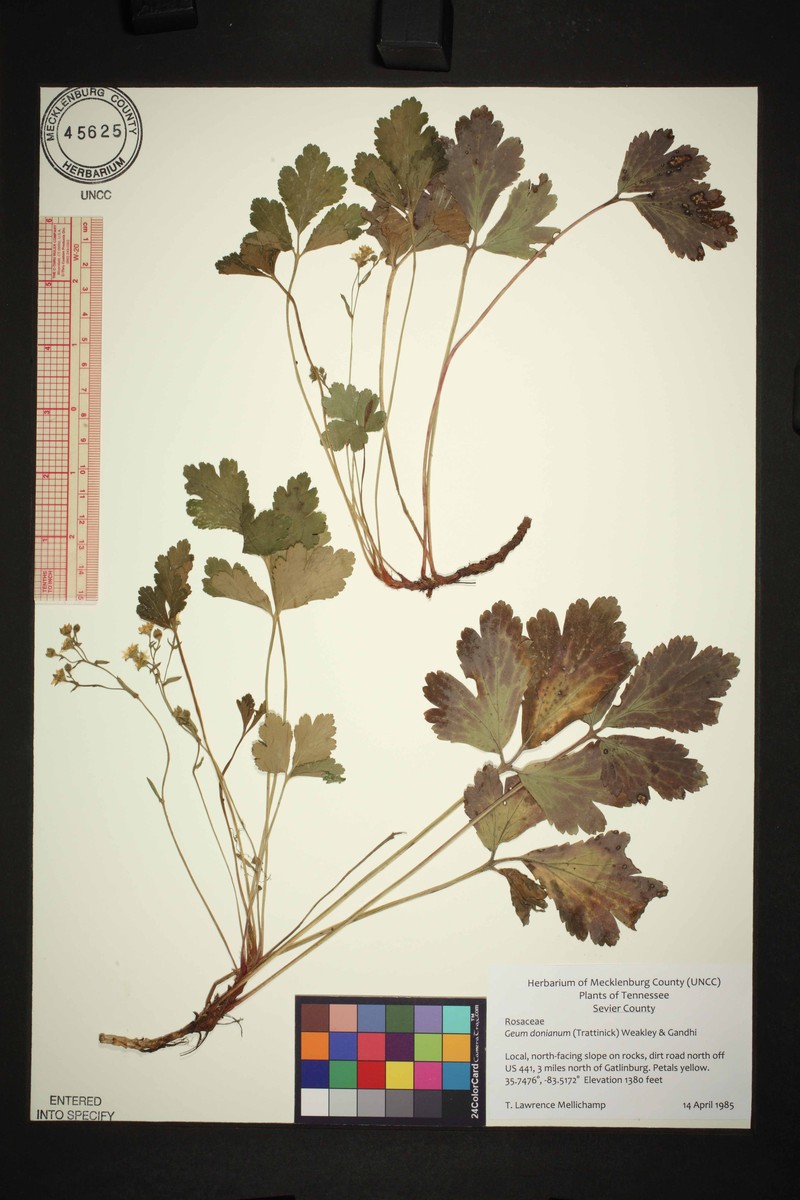 Waldsteinia doniana photo 2