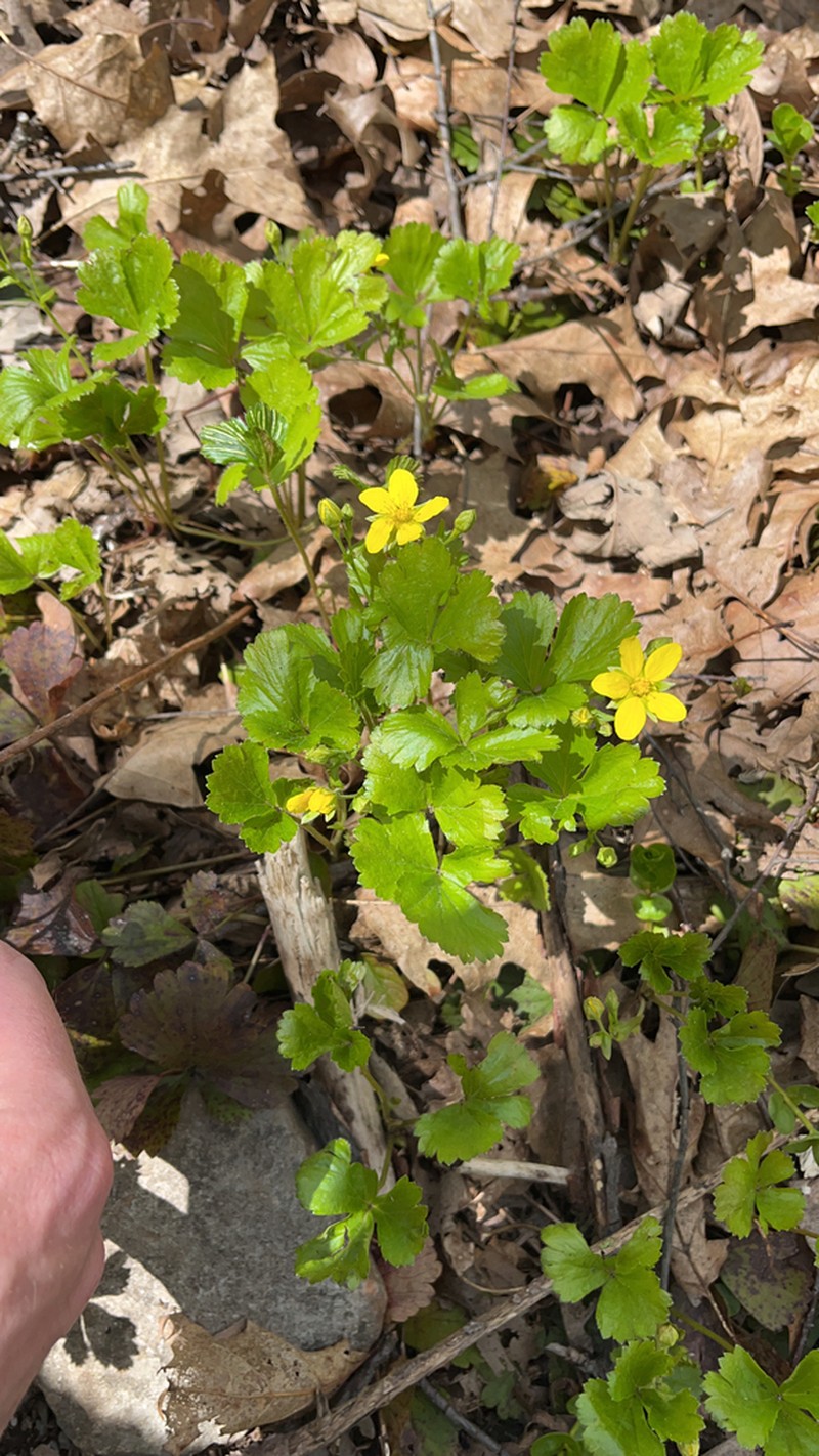 Appalachian Barren Strawberry photo 2