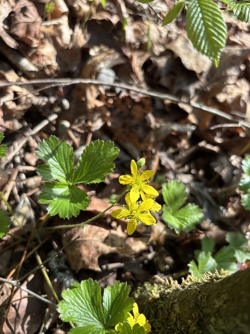Appalachian Barren Strawberry photo 3