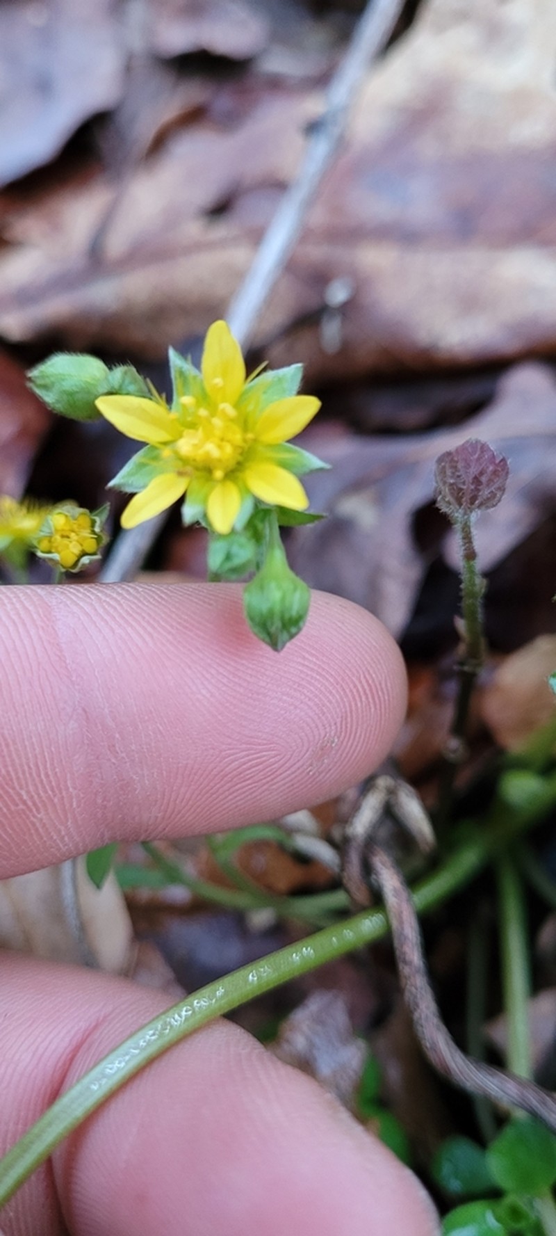 Appalachian Barren Strawberry photo 4
