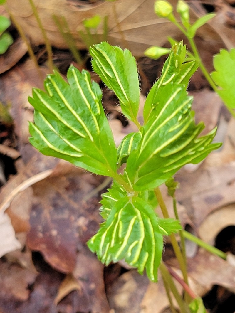 Appalachian Barren Strawberry photo 5