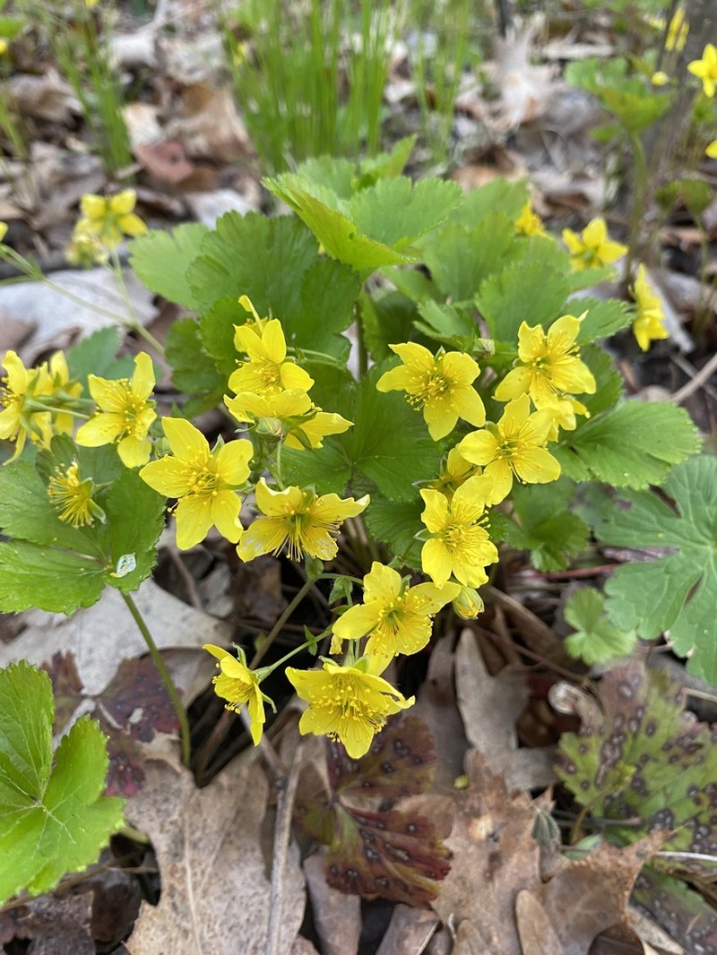 Appalachian Barren Strawberry photo 6