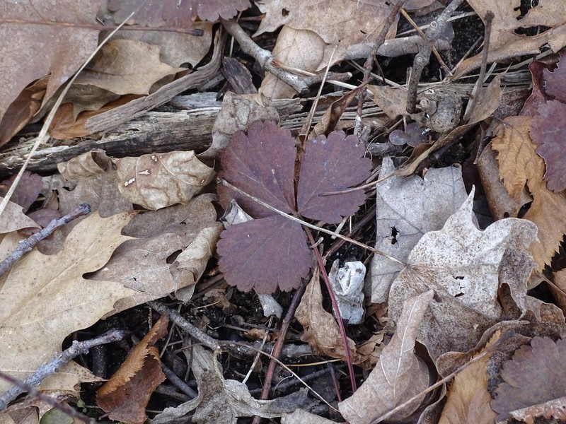 Appalachian Barren Strawberry photo 7