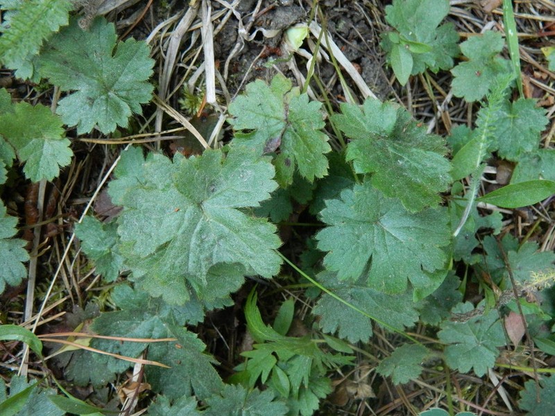 Idaho Barren Strawberry