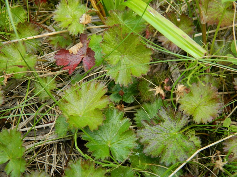 Idaho Barren Strawberry photo 2