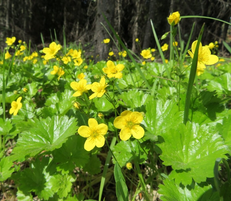 Idaho Barren Strawberry photo 3